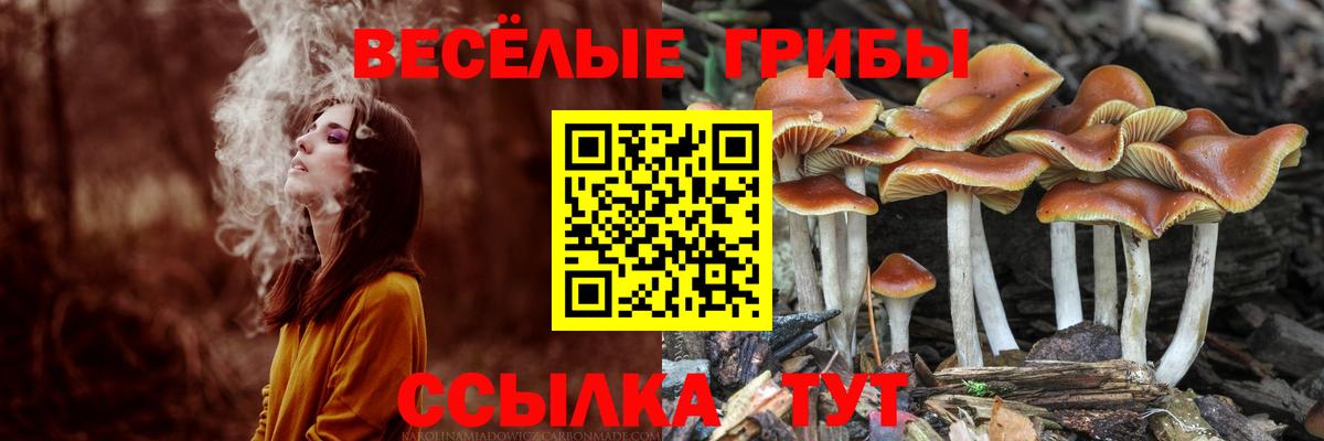 Псилоцибиновые грибы Psilocybine cubensis Мелеуз